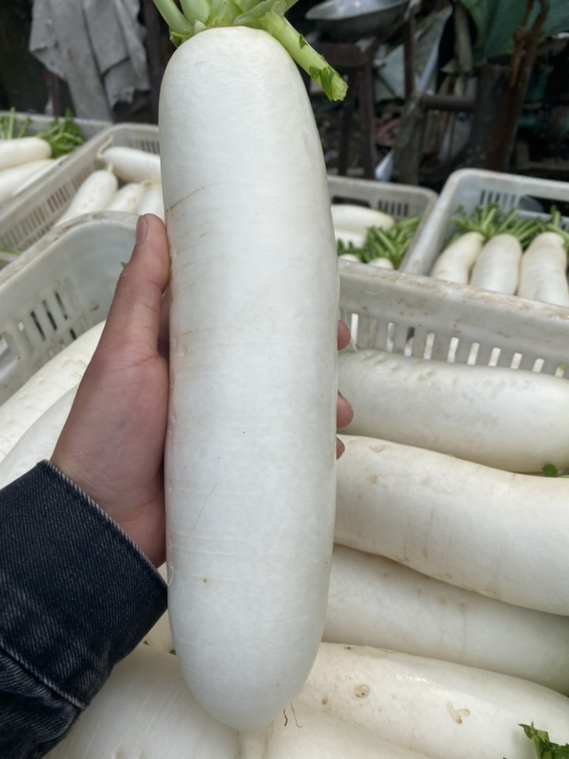 湖北精品白萝卜本地优质蔬菜货量充足产地直销