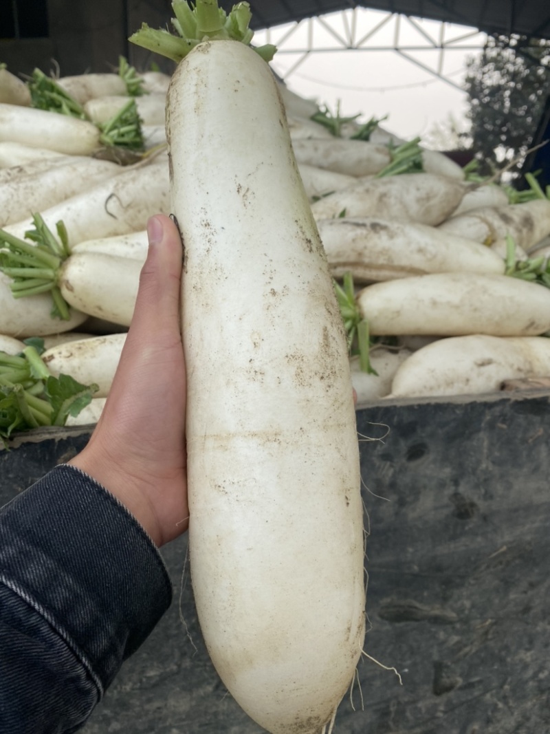 湖北精品白萝卜本地优质蔬菜货量充足产地直销