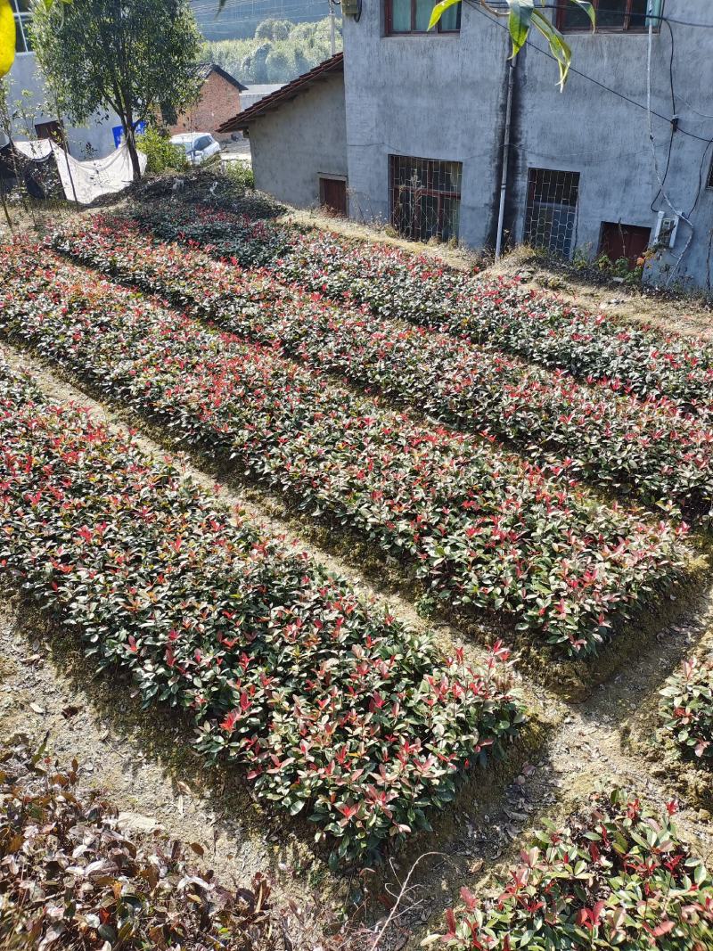 大量供应红叶石楠色块苗根系发达，存活率高，产地直销