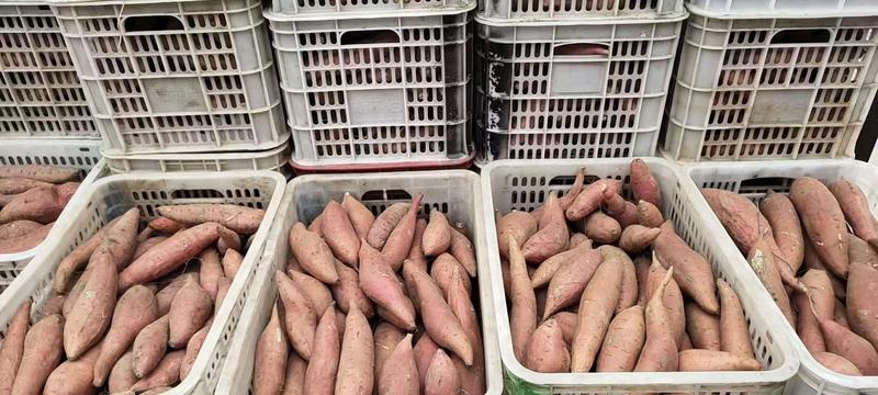 河北烟薯【精品】烟薯25直供电商超市烤薯店欢迎联系