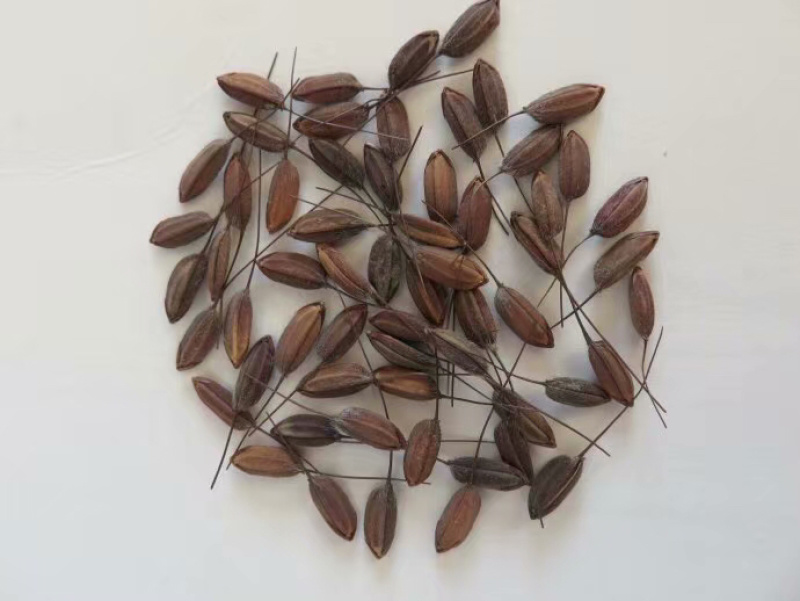 水稻种子/粮油种子/胭脂稻种子/自留种种子