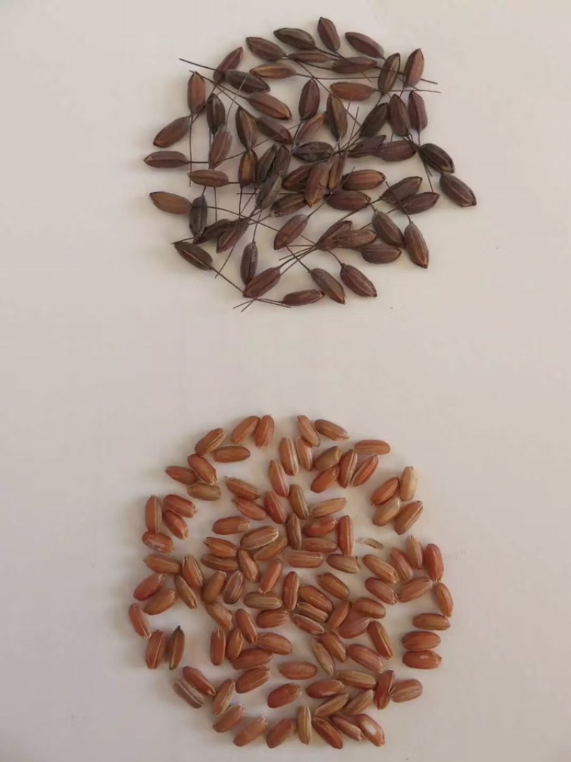 水稻种子/粮油种子/胭脂稻种子/自留种种子