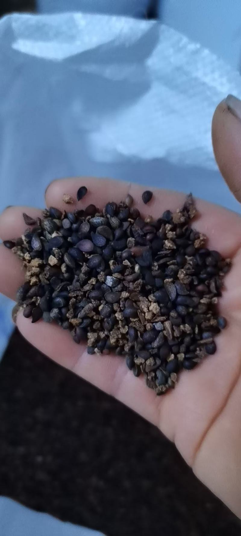 杜梨种子带刺杜梨种子嫁接梨树的杜梨种子