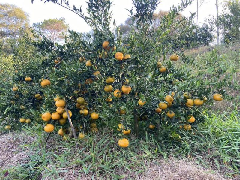 新会柑苗茶枝柑