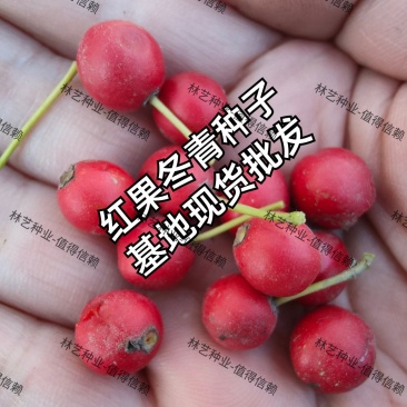红果冬青种子法国冬青种北美冬青小叶冬青种子龟甲冬青种籽