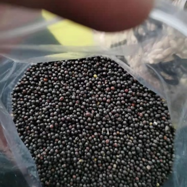油菜籽含油43。。。