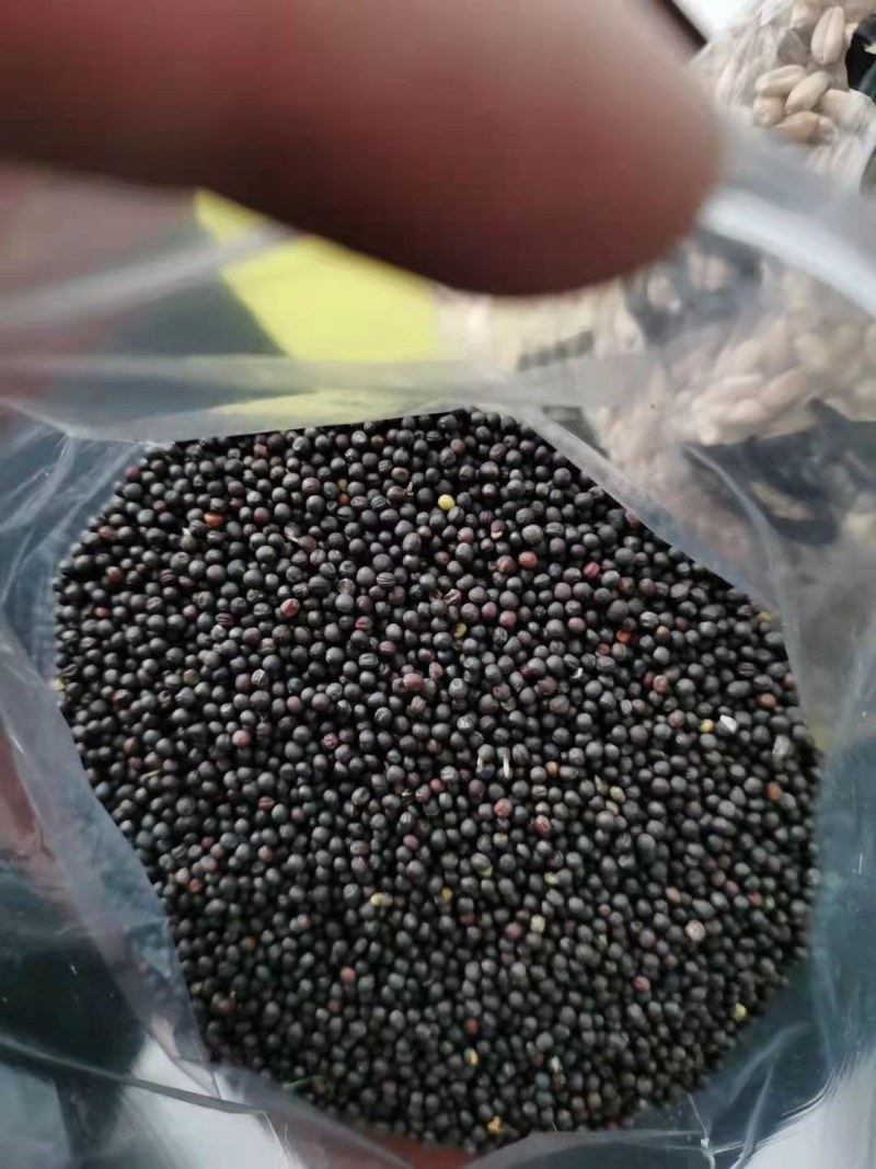 油菜籽含油43。。。