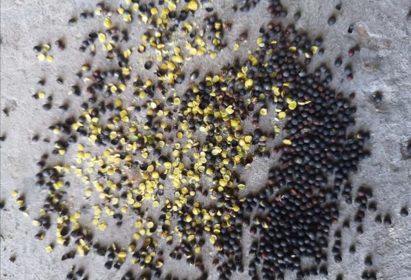 油菜籽含油43。。。