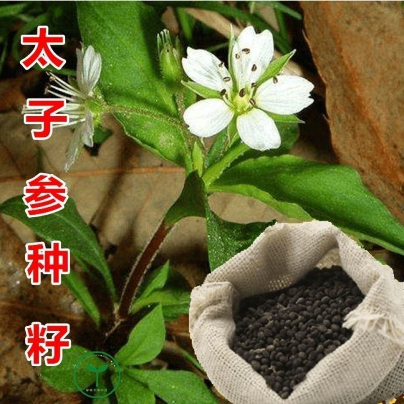 材种子新采优质太子参种子孩儿参种子童参种子人参种子优惠