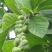 辛夷花种子花卉玉兰花种子四季种植南北方常青绿化林木种子