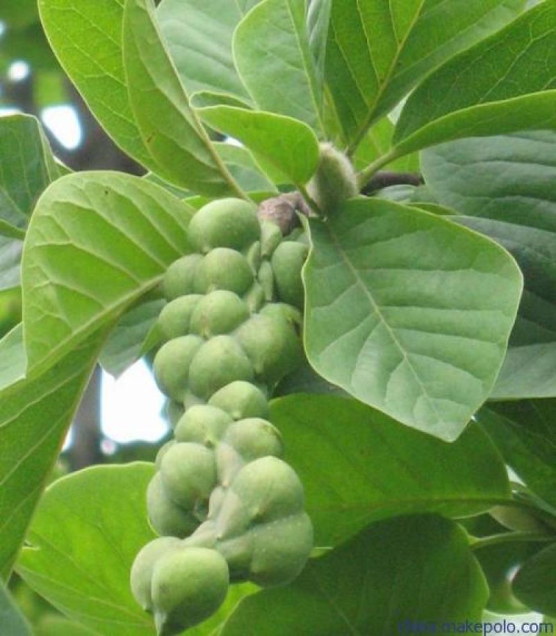 辛夷花种子花卉玉兰花种子四季种植南北方常青绿化林木种子