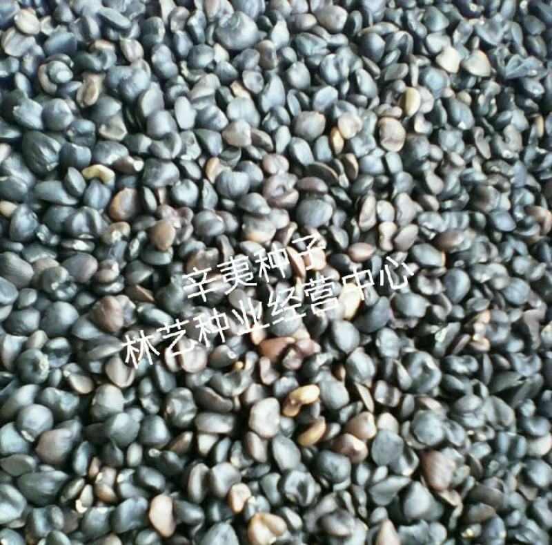 辛夷花种子花卉玉兰花种子四季种植南北方常青绿化林木种子