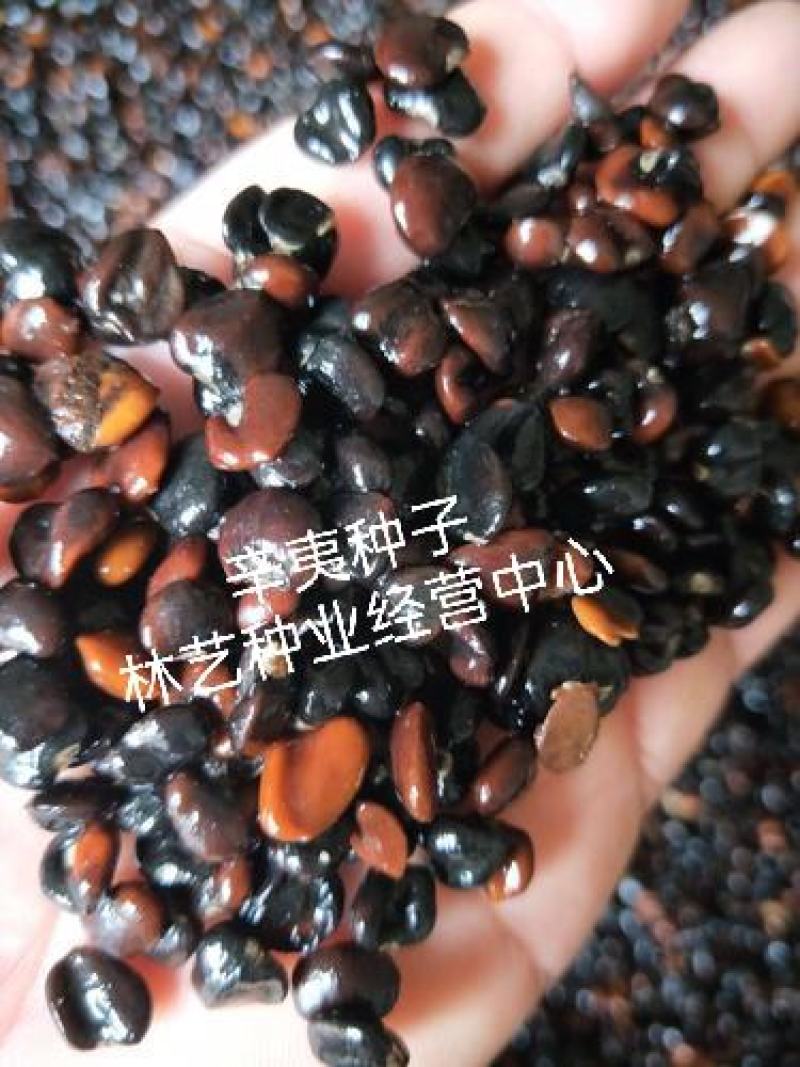 辛夷花种子花卉玉兰花种子四季种植南北方常青绿化林木种子