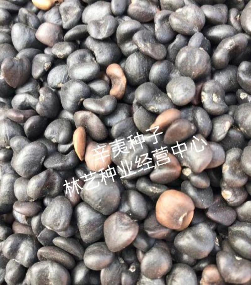 辛夷花种子花卉玉兰花种子四季种植南北方常青绿化林木种子