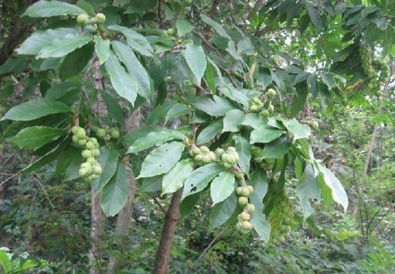 辛夷花种子花卉玉兰花种子四季种植南北方常青绿化林木种子