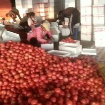 米易县大棚翻茄上市了，欢迎全国各地老板来收购我。