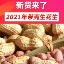 带壳生花生2023年新货5斤装新鲜晒干高产种子粉皮种籽种