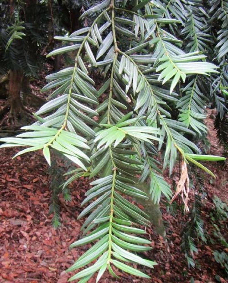 穗花杉种子植物银线杉扦插苗枝条庭院绿林木种子