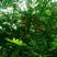 穗花杉种子植物银线杉扦插苗枝条庭院绿林木种子