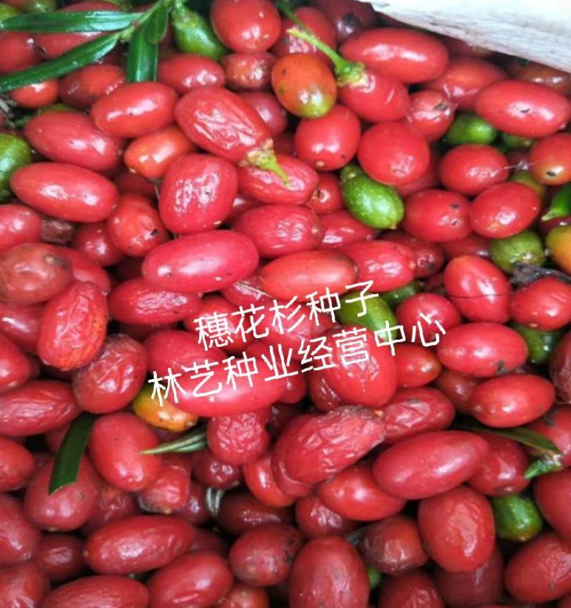 穗花杉种子植物银线杉扦插苗枝条庭院绿林木种子