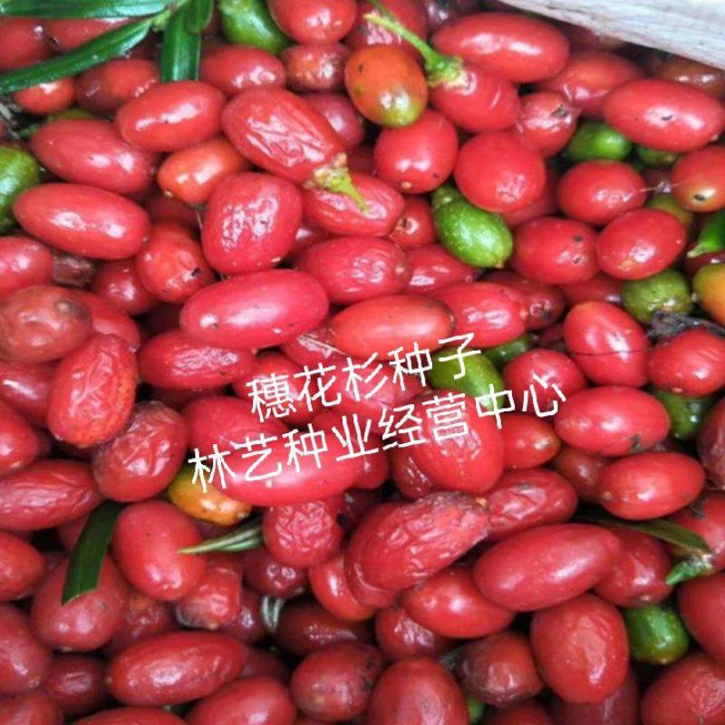 穗花杉种子植物银线杉扦插苗枝条庭院绿林木种子