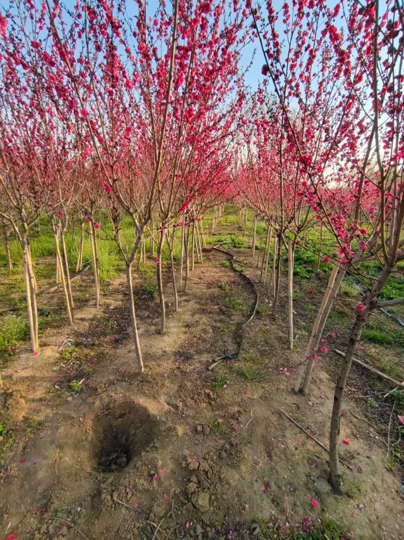 红叶碧桃绿化风景树红叶碧桃花色艳丽大小规格齐树形优美