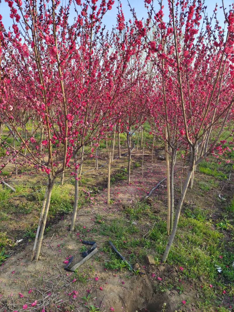 红叶碧桃绿化风景树红叶碧桃花色艳丽大小规格齐树形优美
