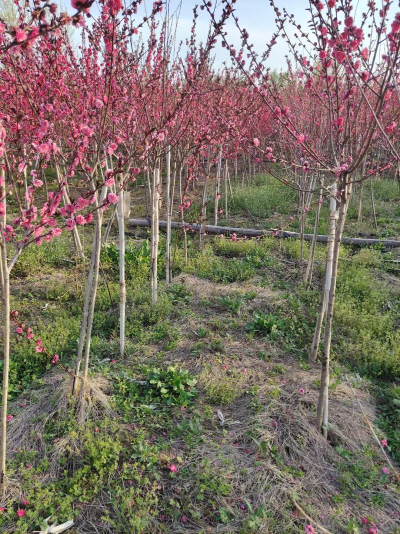 红叶碧桃绿化风景树红叶碧桃花色艳丽大小规格齐树形优美