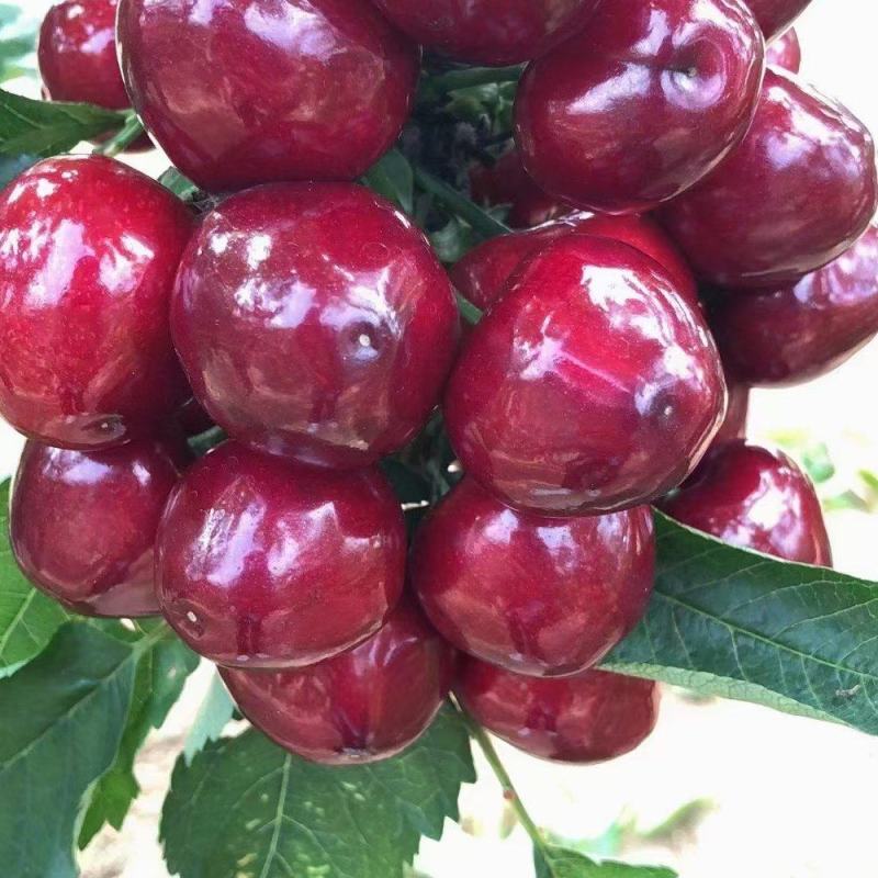 矮化樱桃苗金脆蜜蜜露弗里斯科辉煌黄蜜佳红