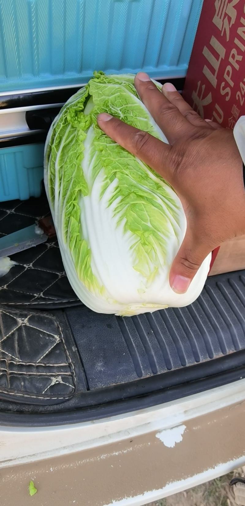 江苏黄心大白菜，精品白菜，加工厂，泡菜，酸菜厂食品加工厂