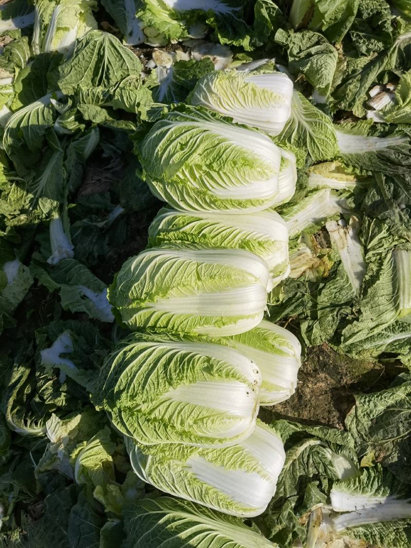 江苏黄心大白菜，精品白菜，加工厂，泡菜，酸菜厂食品加工厂