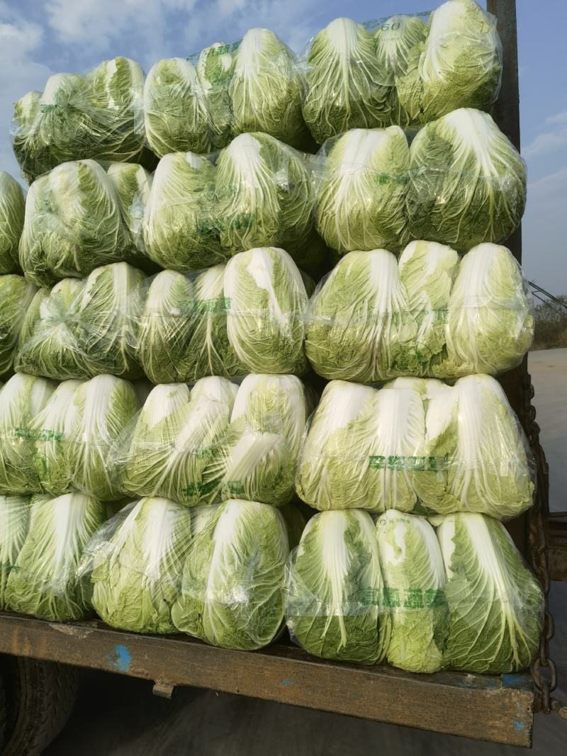 江苏黄心大白菜，精品白菜，加工厂，泡菜，酸菜厂食品加工厂