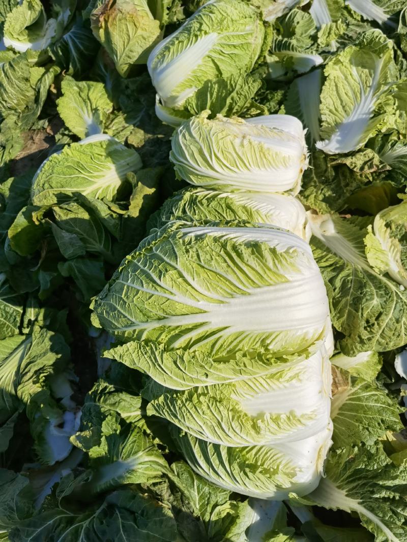 江苏黄心大白菜，精品白菜，加工厂，泡菜，酸菜厂食品加工厂