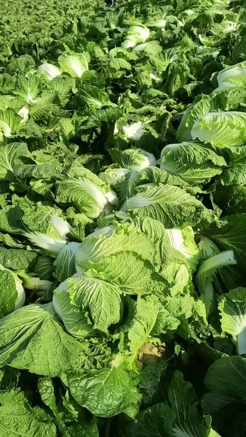 江苏黄心大白菜，精品白菜，加工厂，泡菜，酸菜厂食品加工厂