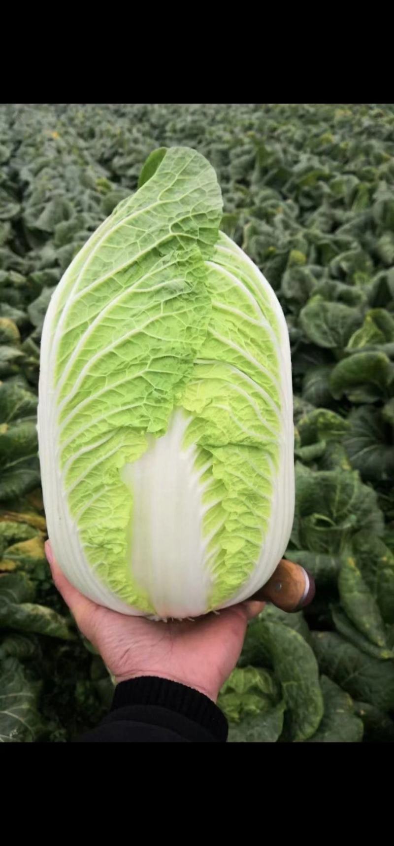 江苏黄心大白菜，精品白菜，加工厂，泡菜，酸菜厂食品加工厂