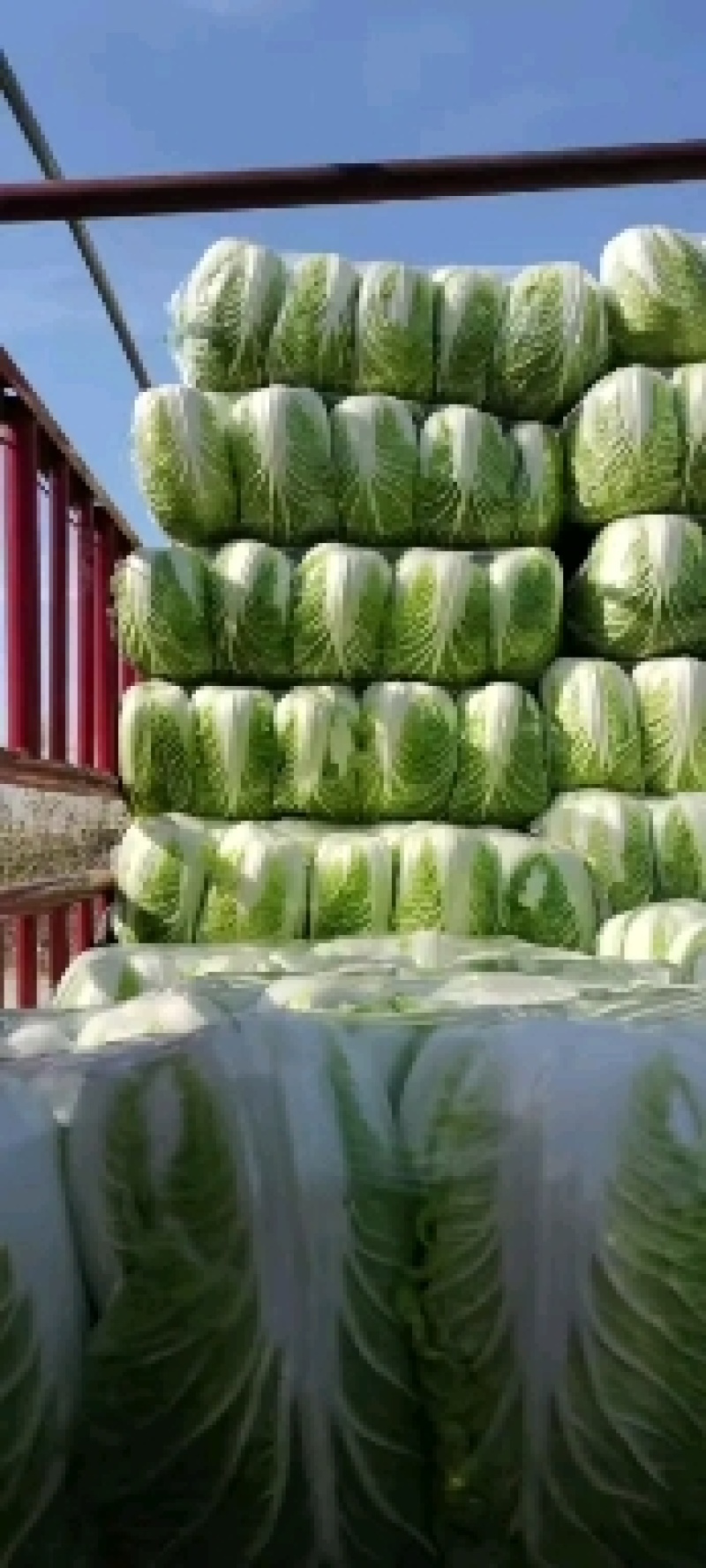 江苏黄心大白菜，精品白菜，加工厂，泡菜，酸菜厂食品加工厂