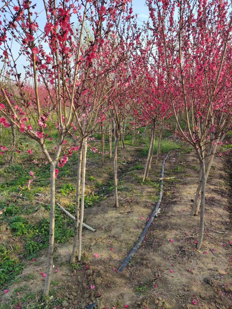 紫叶碧桃庭院别墅绿化风景树紫叶桃规格齐树形优美价格合理