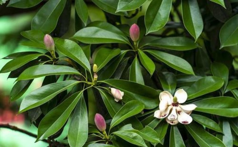 林木种子巴东木莲种子林木种子量大优惠提供种植技术