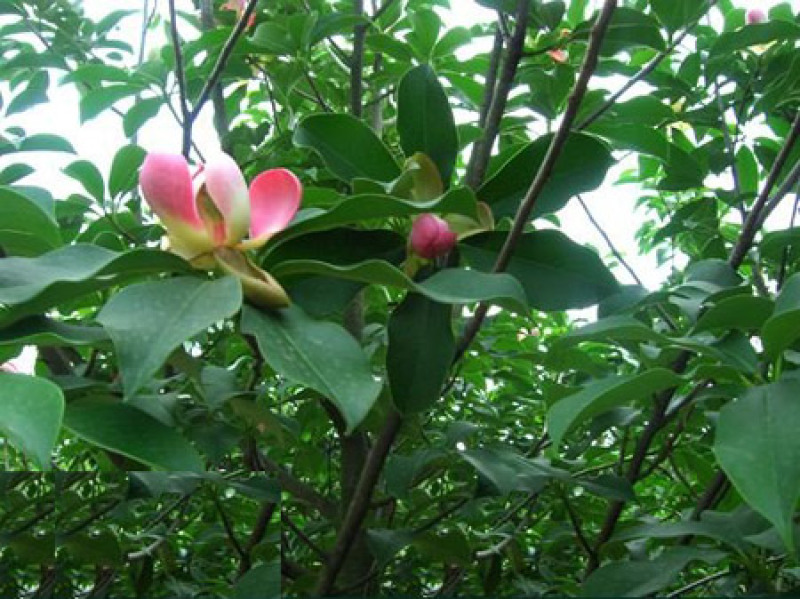 林木种子巴东木莲种子林木种子量大优惠提供种植技术