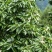 林木种子巴东木莲种子林木种子量大优惠提供种植技术