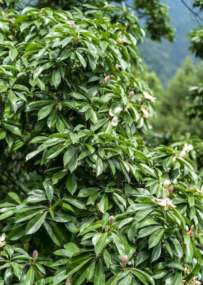林木种子巴东木莲种子林木种子量大优惠提供种植技术