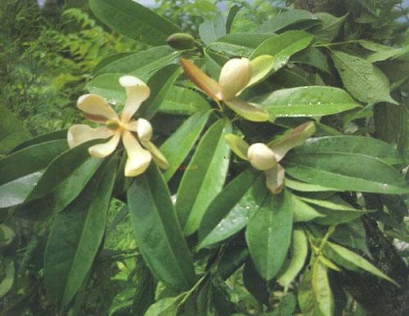 林木种子巴东木莲种子林木种子量大优惠提供种植技术