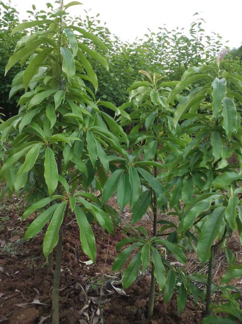 林木种子巴东木莲种子林木种子量大优惠提供种植技术