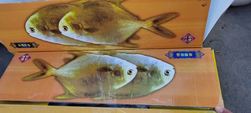 金昌鱼，个大，肉厚，肉质特别新鲜。。。。