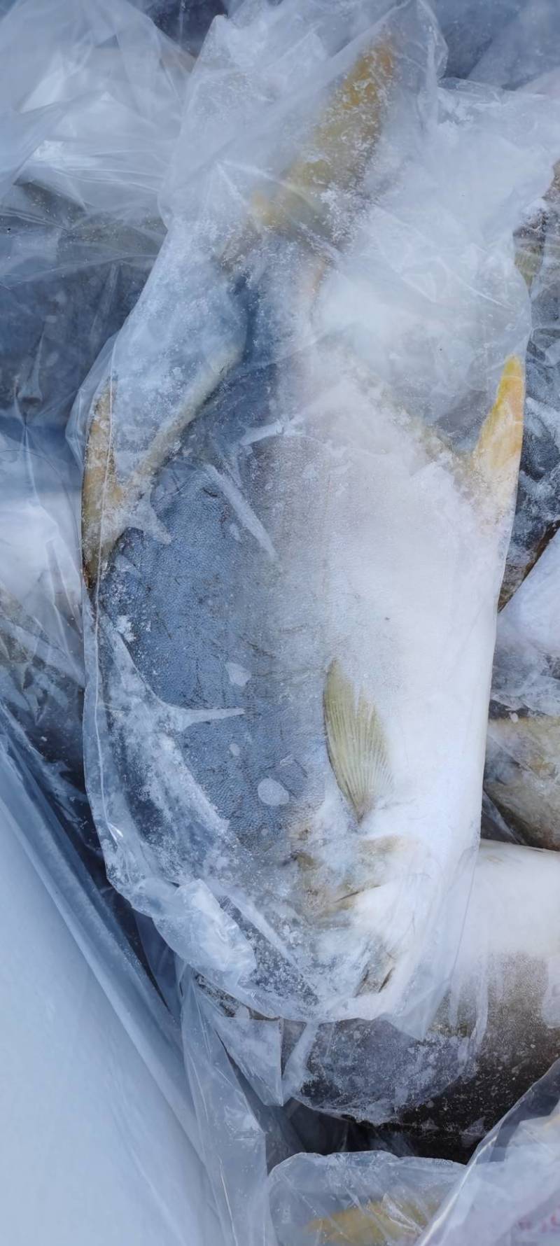 金昌鱼，个大，肉厚，肉质特别新鲜。。。。
