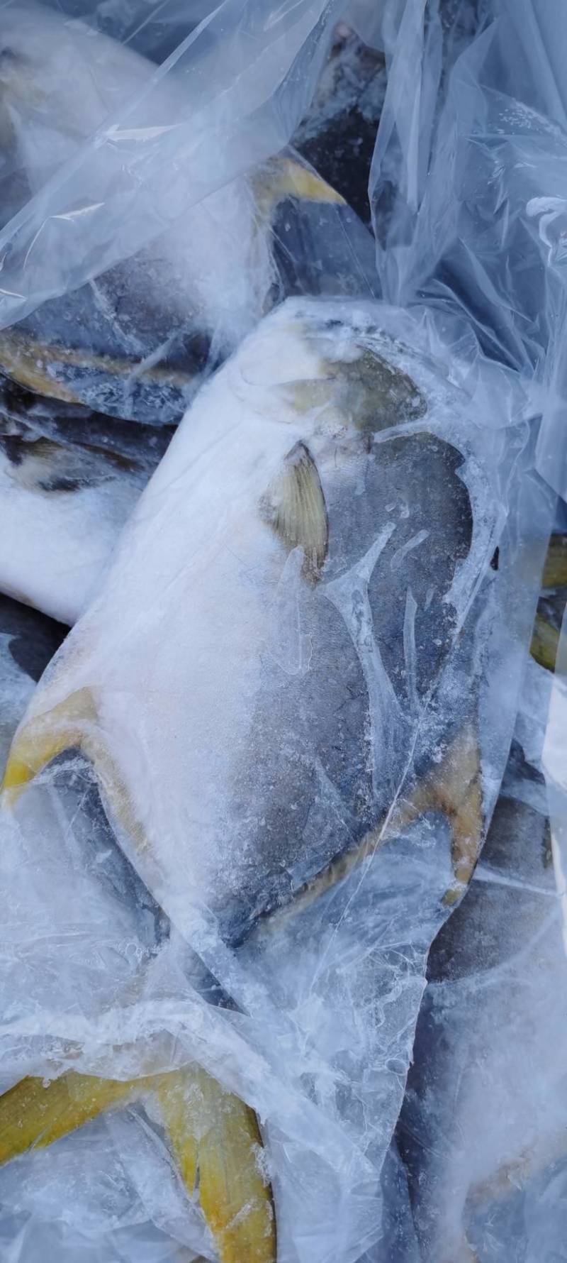金昌鱼，个大，肉厚，肉质特别新鲜。。。。