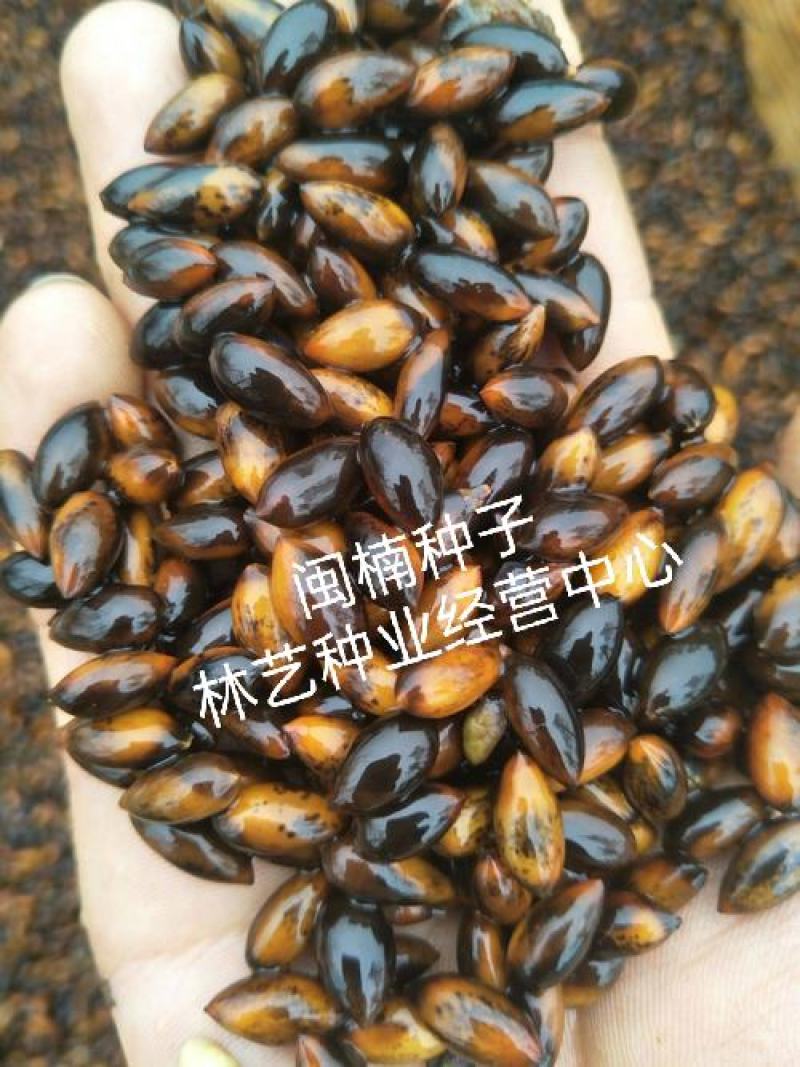 闽楠种子楠木川楠金丝楠木林木种子楠木种子园林绿化