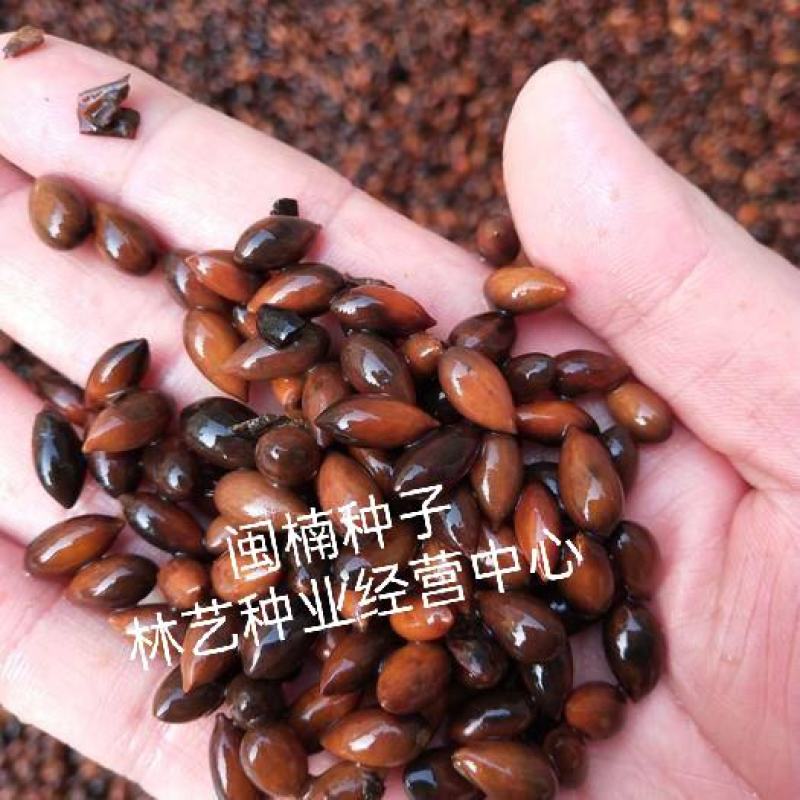闽楠种子楠木川楠金丝楠木林木种子楠木种子园林绿化
