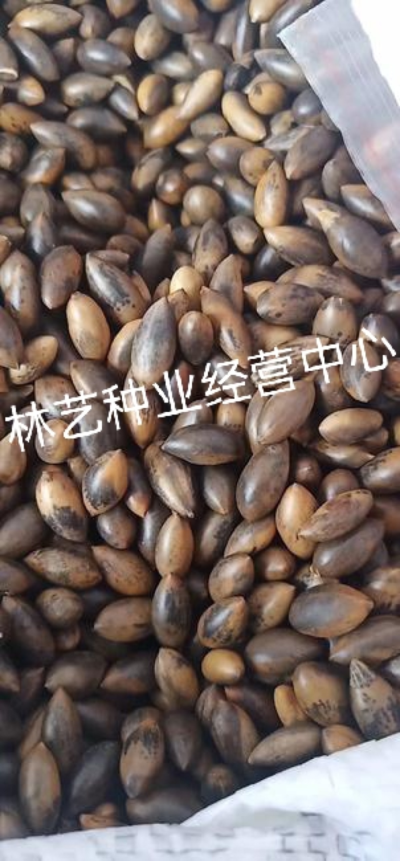 闽楠种子楠木川楠金丝楠木林木种子楠木种子园林绿化