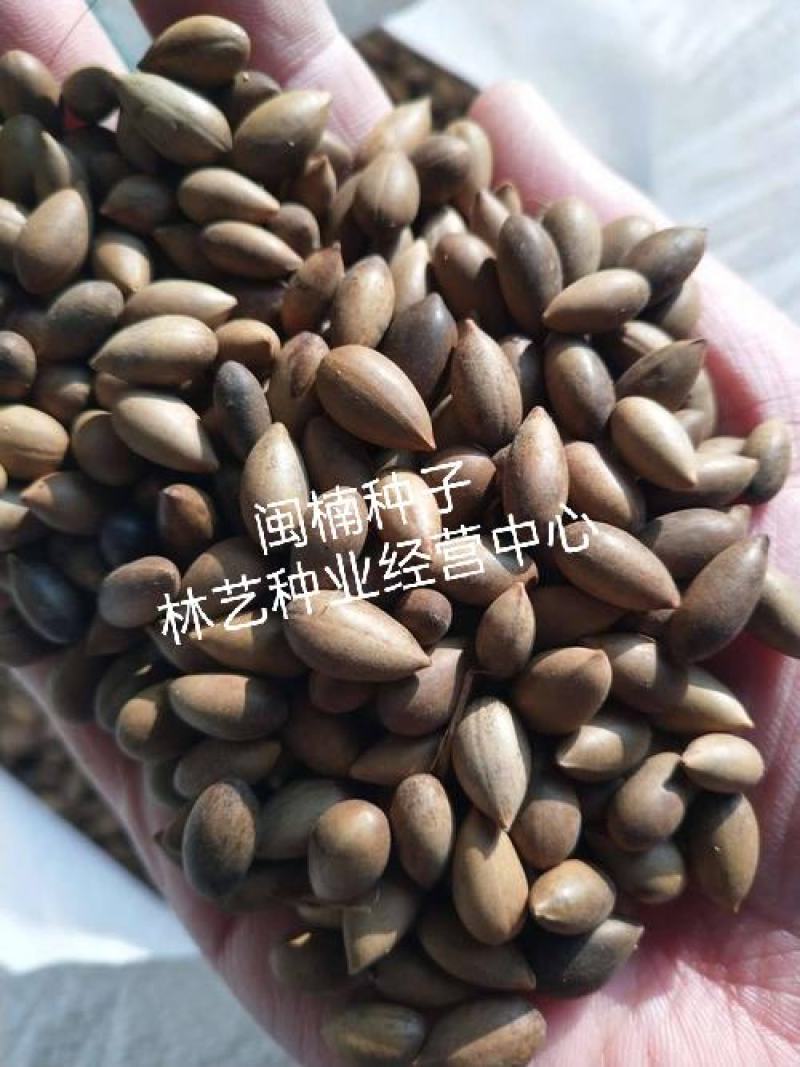 闽楠种子楠木川楠金丝楠木林木种子楠木种子园林绿化